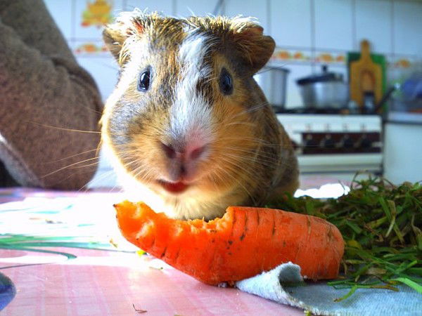 Максим Лукьяненко