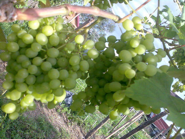 Олег Ларичев