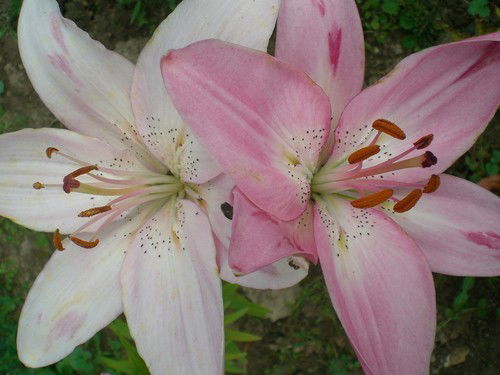 Екатерина Бадулина