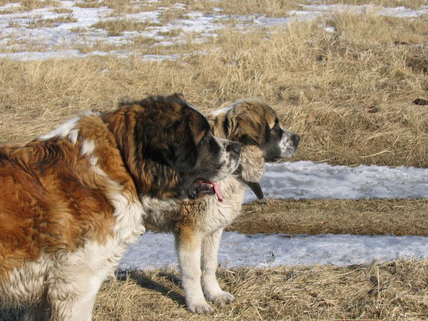 Владимир Таран