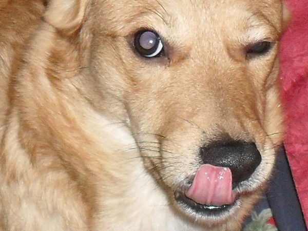 Александр Мивеми