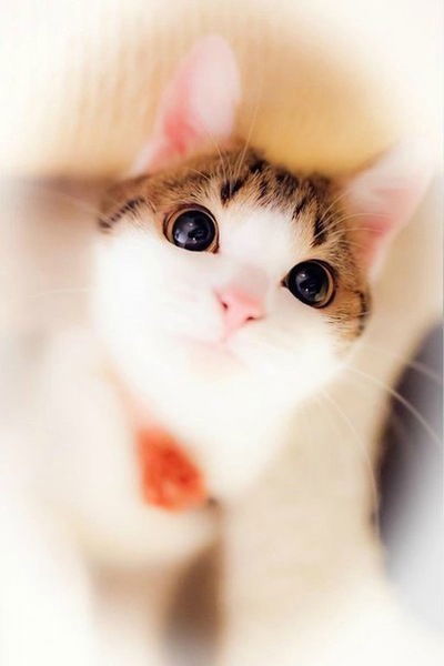 Снежана Омелич