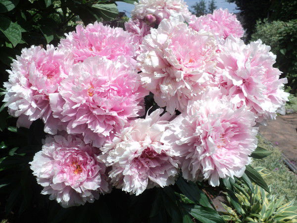 Светлана Смирнова