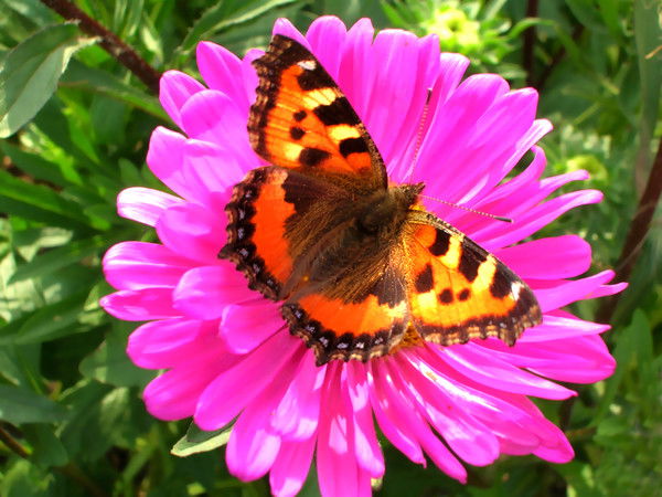 Елена Зырянова