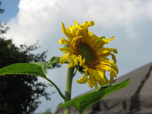 Ольга Свистунова