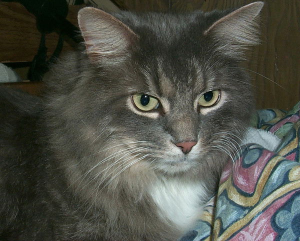 Сергей Мясников