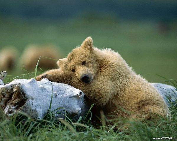 Дима Кузнецов