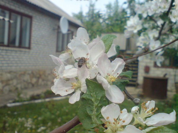 Игорь Манылов