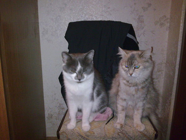 Елена Тарасова