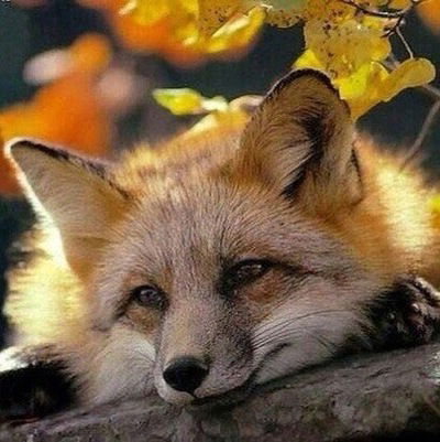 Ольга Патрушева