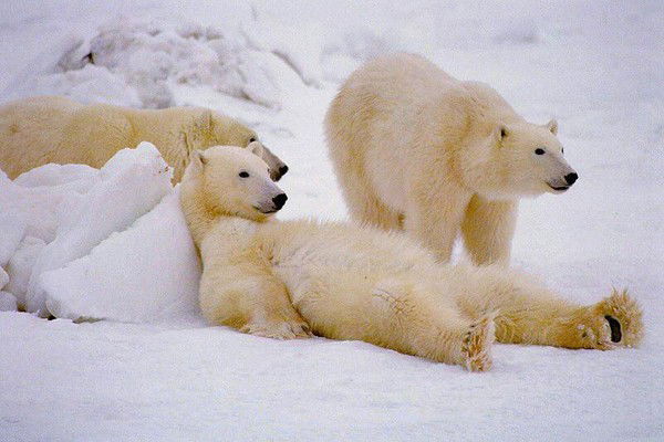 Босова Людмила