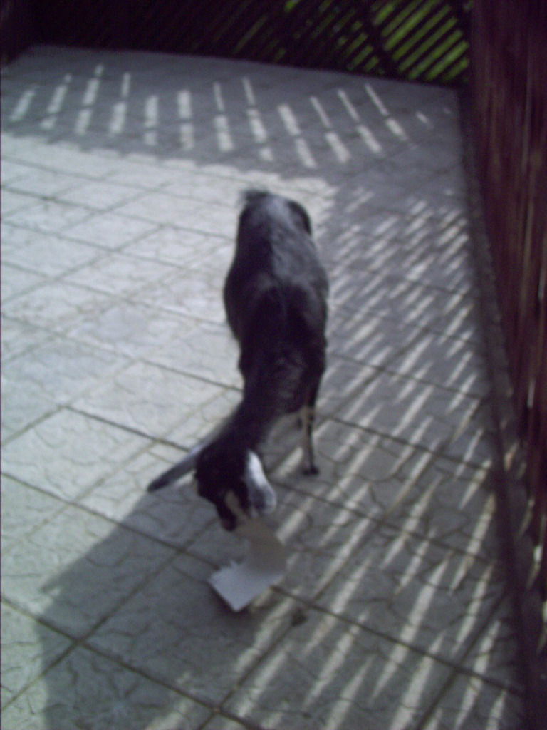 Иринка Трубчик