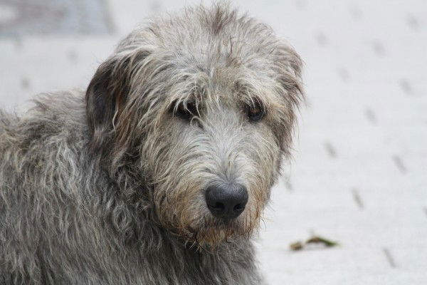 Кирилл Калинин