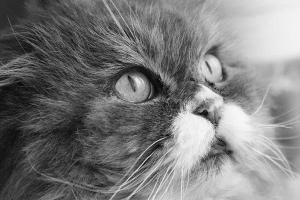 Димон Градусов