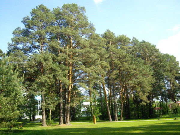 Светлана Бабенышева