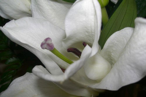 Ольга Ванюшина