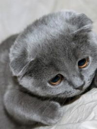 Ирина Светлова