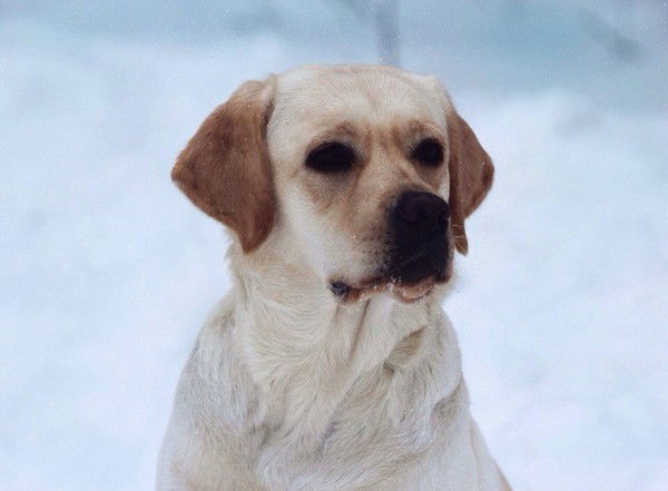 Олег Еленев