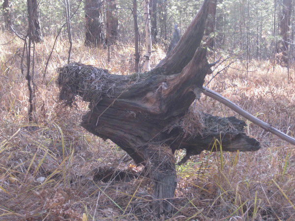 Владимир Панов