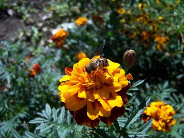 Елена Рябец