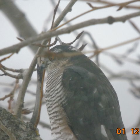 Паша Лебедев