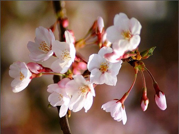 Настя Тощакова