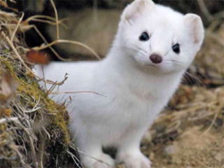 Сергей Лысенко