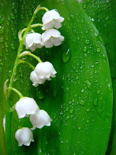 Галия Джамбакова