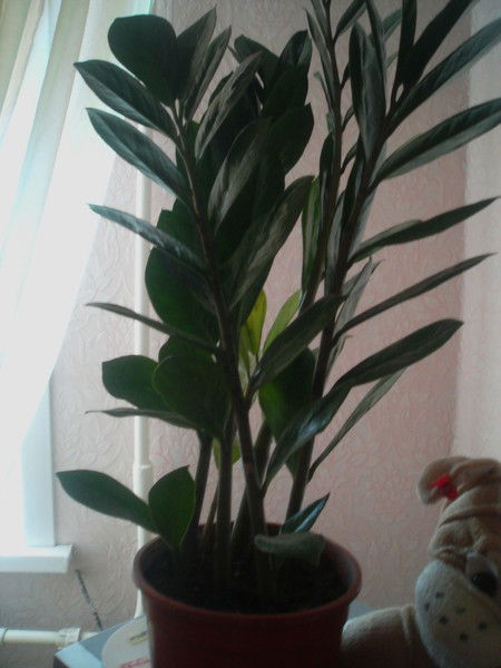 Айнур Калиева