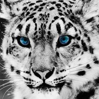 Стас Кухтин