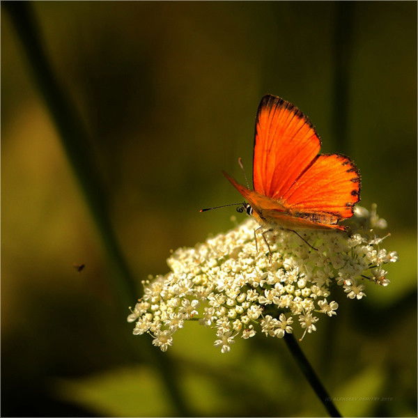 Анастасия Амбросова