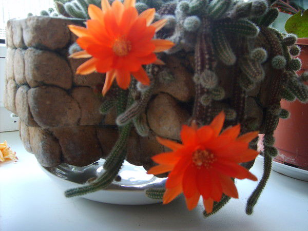 Лина Готовская