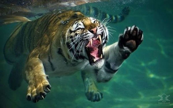 Алексеева Наталья