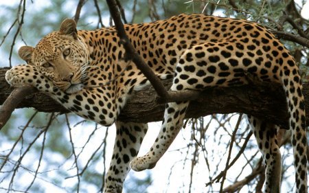 Александр Ларионов