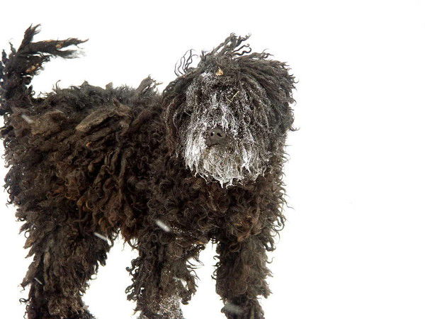 Светлана Волкова