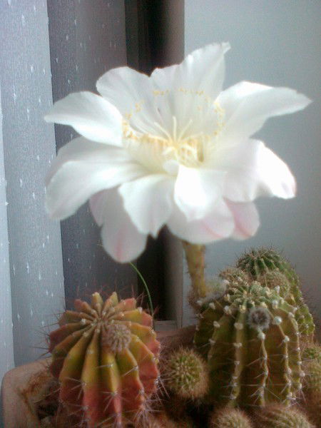 Юлия Тобольнова