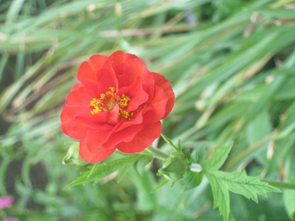 Ангелиночка Сочихина