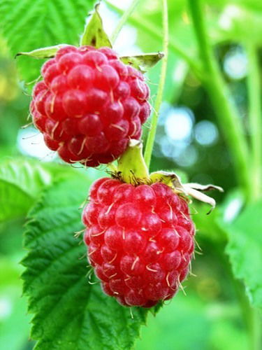 Людмила Пахомова