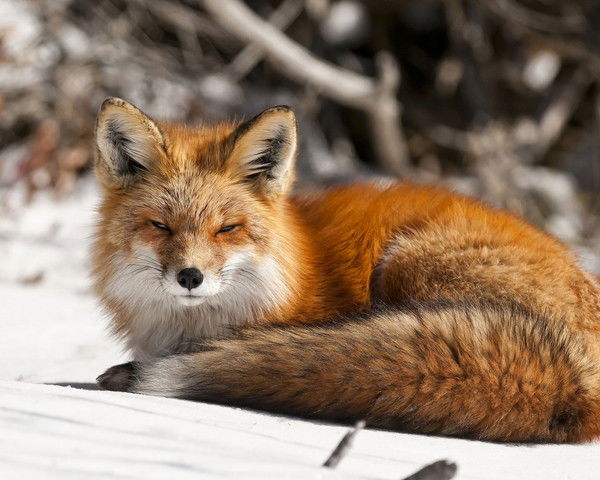 Сергей Трякин