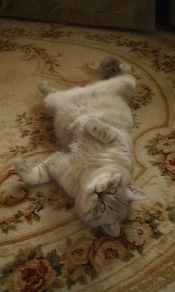 Юлия Богомаз(Мазур.)