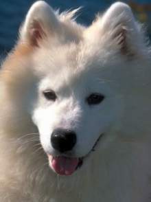 Александр Литвинов