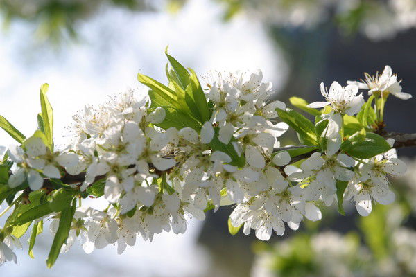 Галина Фоминцева