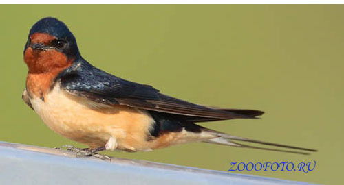 Карлыгаш Шетиева