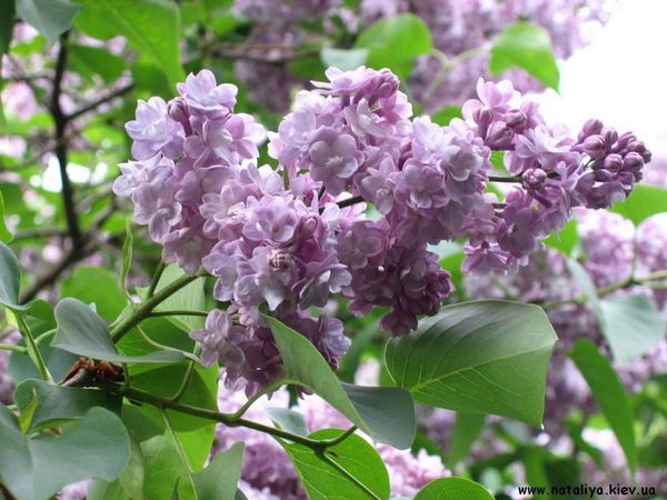 Надежда Демченко