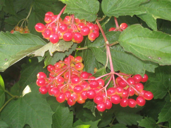 Жанна Томилова