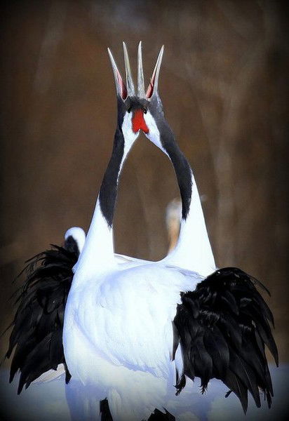 Ольга Горланова