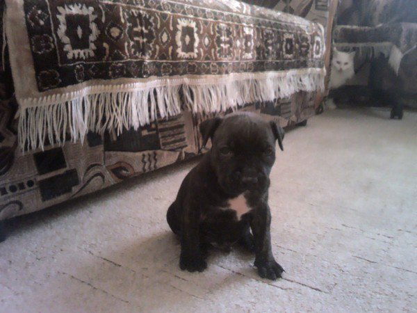 Наталья Балахнина