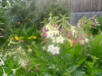 Александра Герасимова