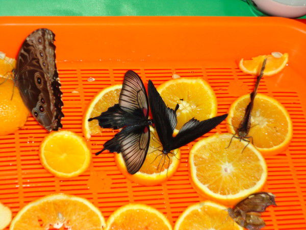 Ирка Голобородько