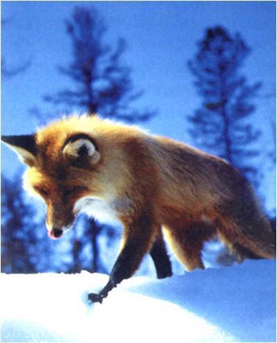 Руслан Дорошенко